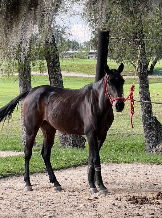 When a Horse Ride Went Wrong: Miguel Gonzalez’s Fall